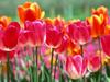 tulips-flowers-03.jpg