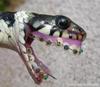 snake_smile_by_breaktheday.jpg