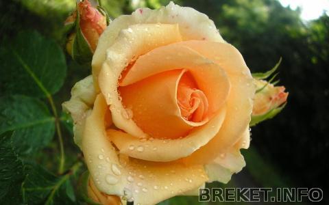 artleo.com_3248_-_kopiya.jpg